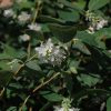 Snowberry #2 - Image 3